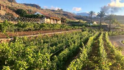 Entdecke die Geheimnisse des einzigartigen Weins von La Gomera auf dem Weingut Niray. Nimm an einer geführten Wanderung durch die Weinberge teil, erfahre mehr über die Forastera Gomera Trauben und werde Zeuge der traditionellen Weinherstellung.